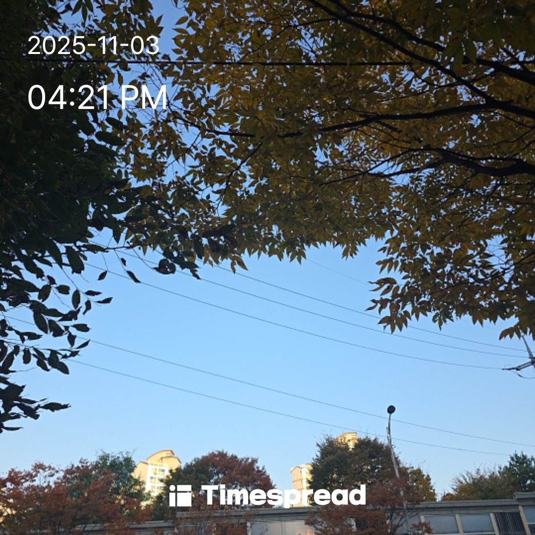 나무사이맑은하늘