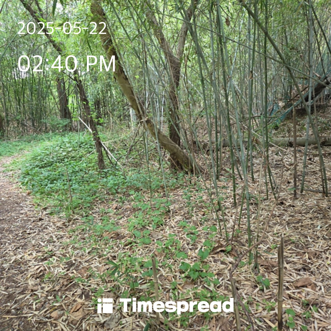 산책하기 챌린지