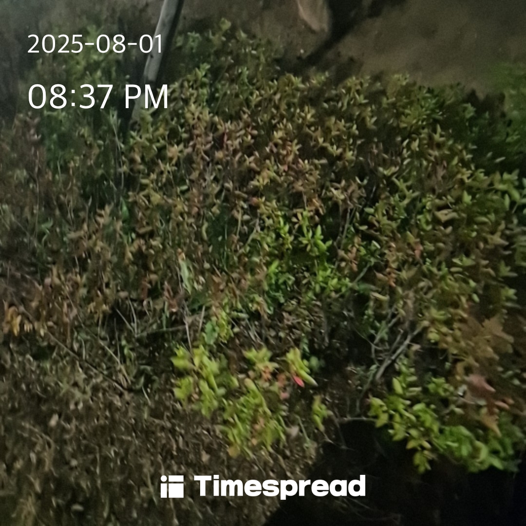산책하기