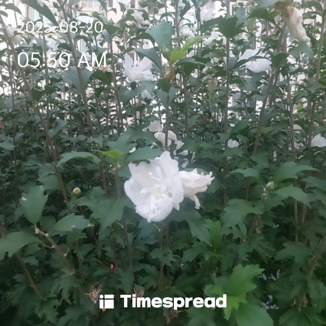 board-img
