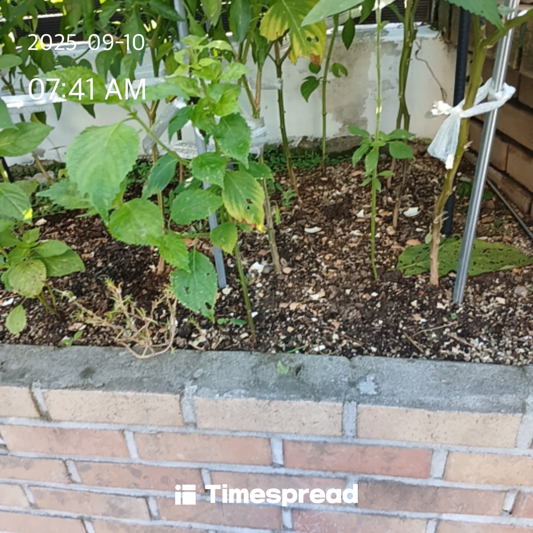 board-img