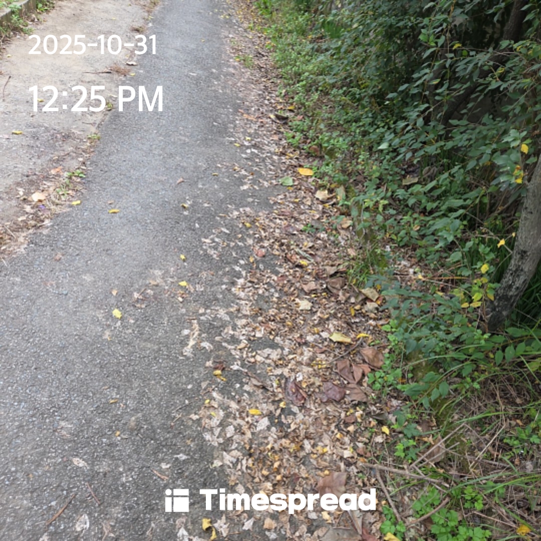 점심 먹고 산책