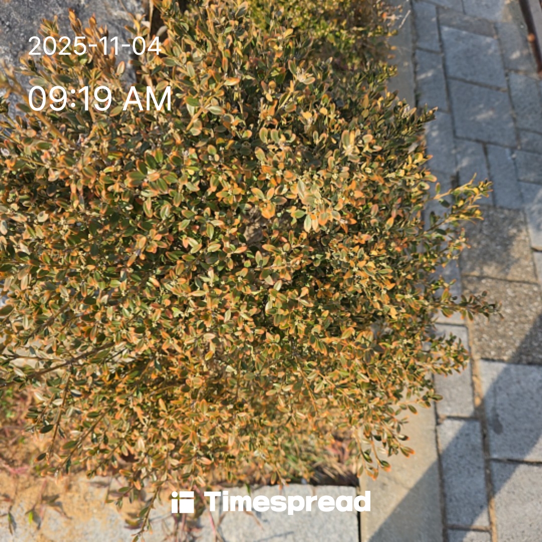 산책하기챌린지