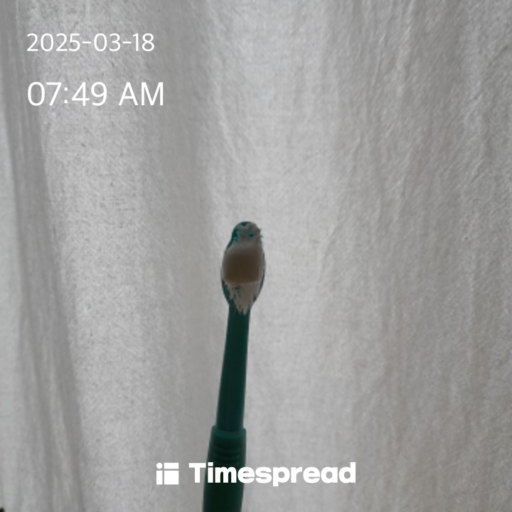 양치하기 챌린지 😜